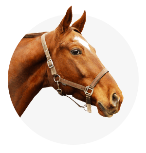 Paard en ruiter