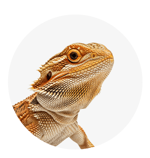 Reptiel en amfibie